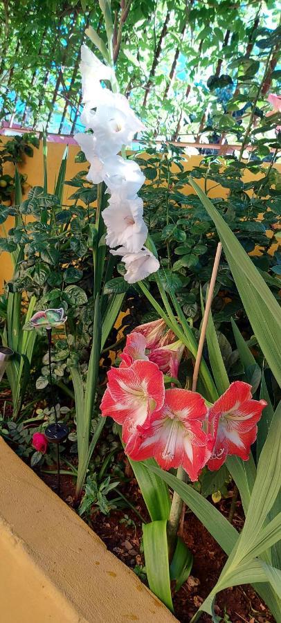 Casa Maestro Lelo - Acogedora Canaria Con Patios Y Jardines De Flores Ferienhaus