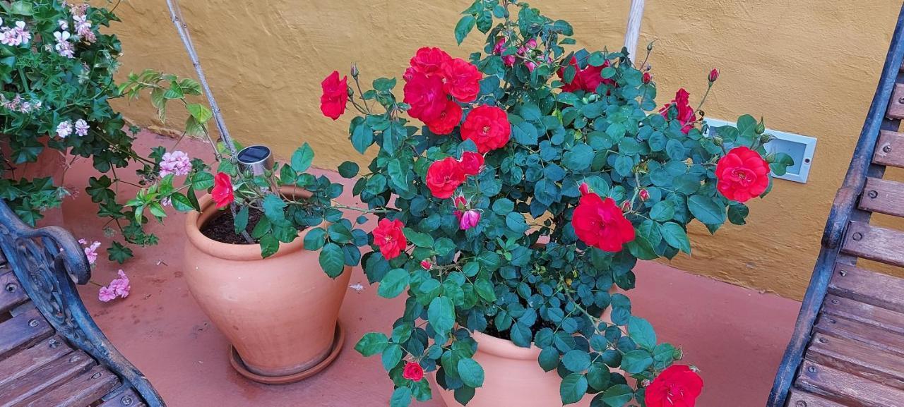 Casa Maestro Lelo - Acogedora Canaria Con Patios Y Jardines De Flores