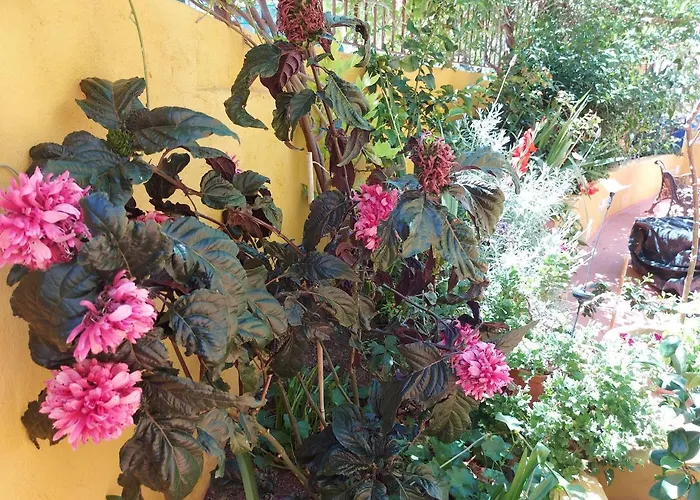 Casa Maestro Lelo - Acogedora Casa Rural Canaria Con Patios Y Jardines De Flores