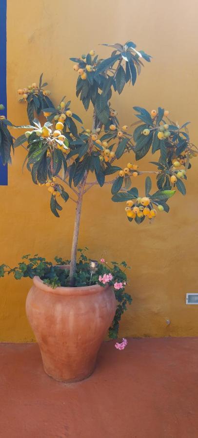 Casa Maestro Lelo - Acogedora Canaria Con Patios Y Jardines De Flores * Las Palmas de Gran Canaria