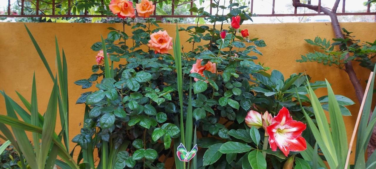 Casa Maestro Lelo - Acogedora Canaria Con Patios Y Jardines De Flores